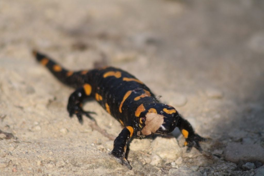 Salamandra pezzata